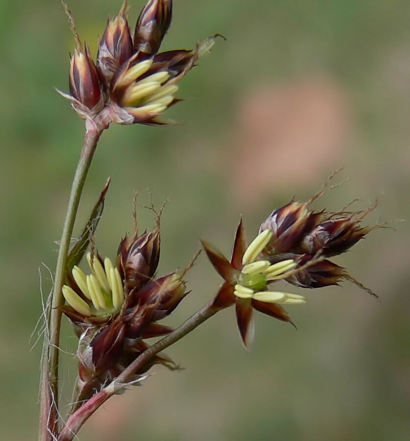Gewone veldbies (Luzula campestris) zaden