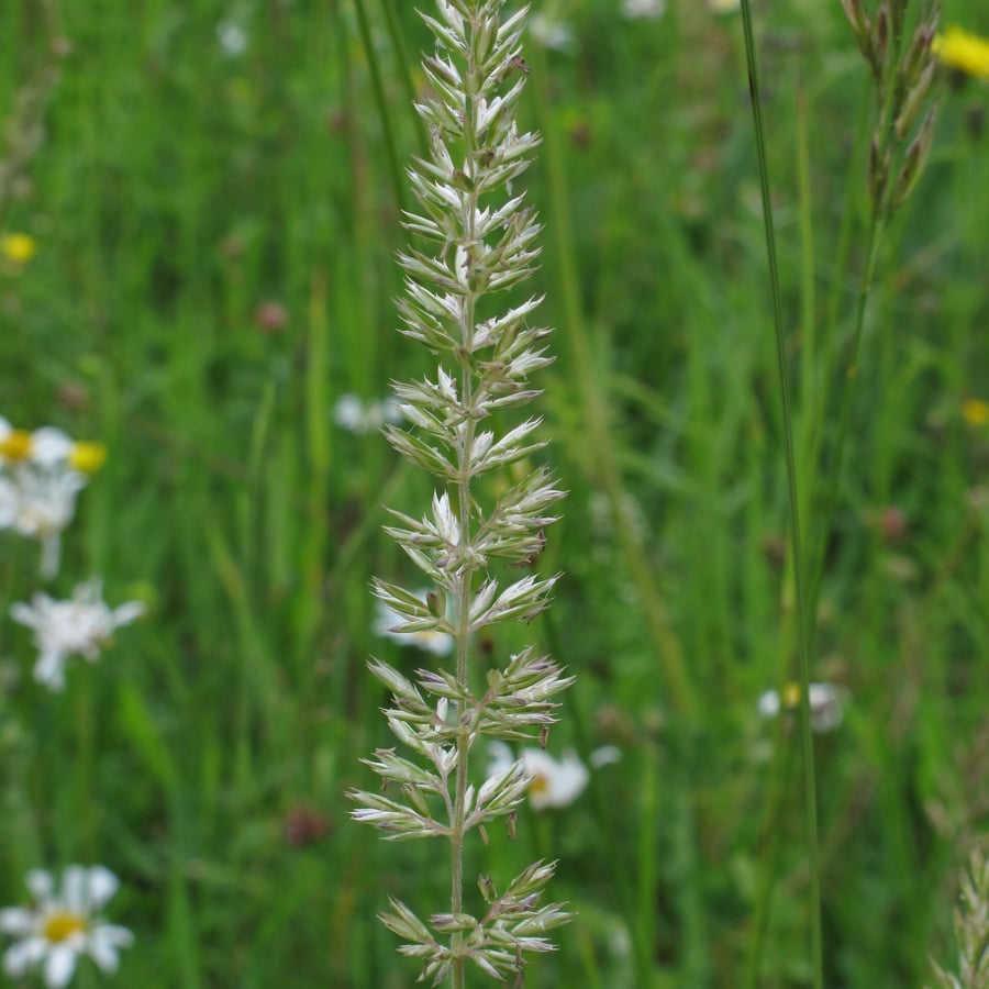 Breed fakkelgras (Koeleria pyramidata) zaden