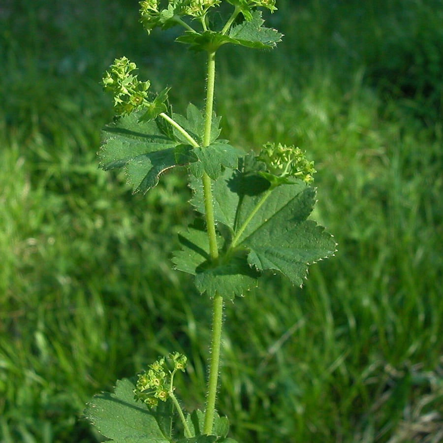 Spitslobbige vrouwenmantel (Alchemilla acutiloba) zaden