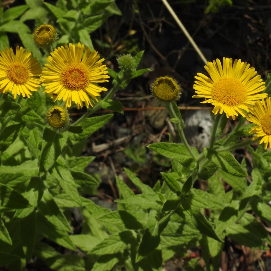Heelblaadjes (Pulicaria dysenterica) zaden