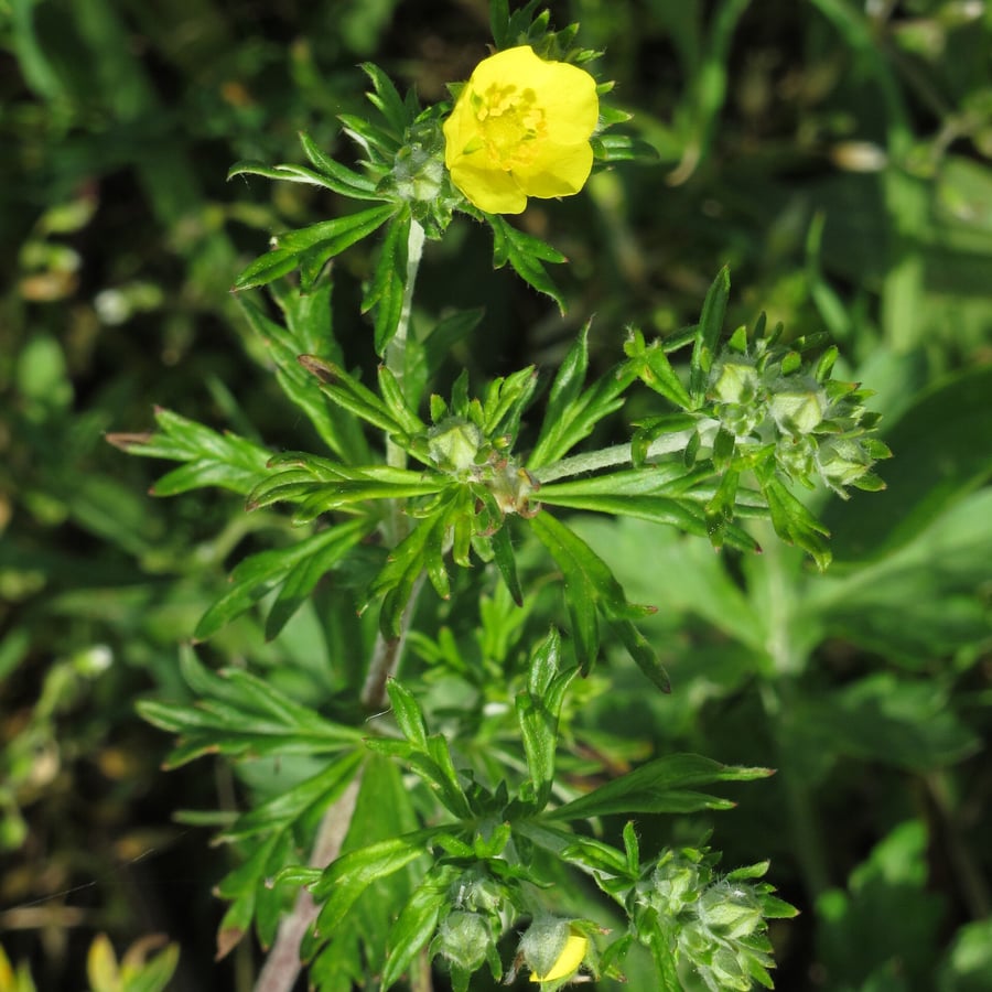 Viltganzerik (Potentilla argentea) zaden