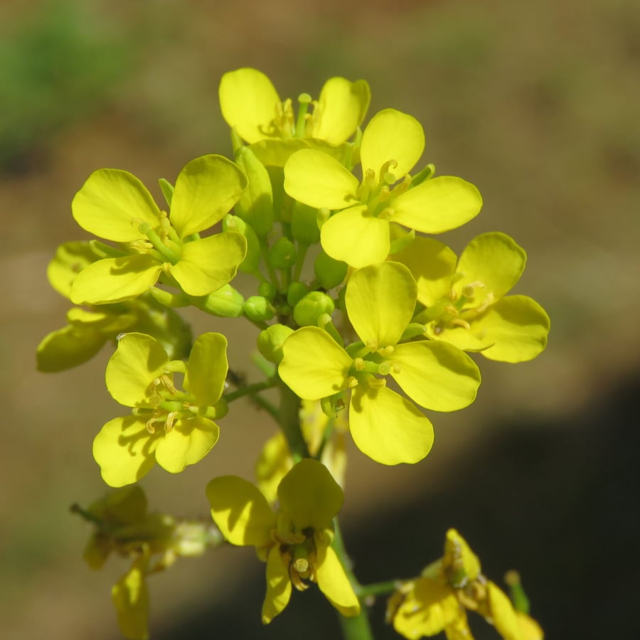 Zwarte mosterd (Brassica nigra) zaden