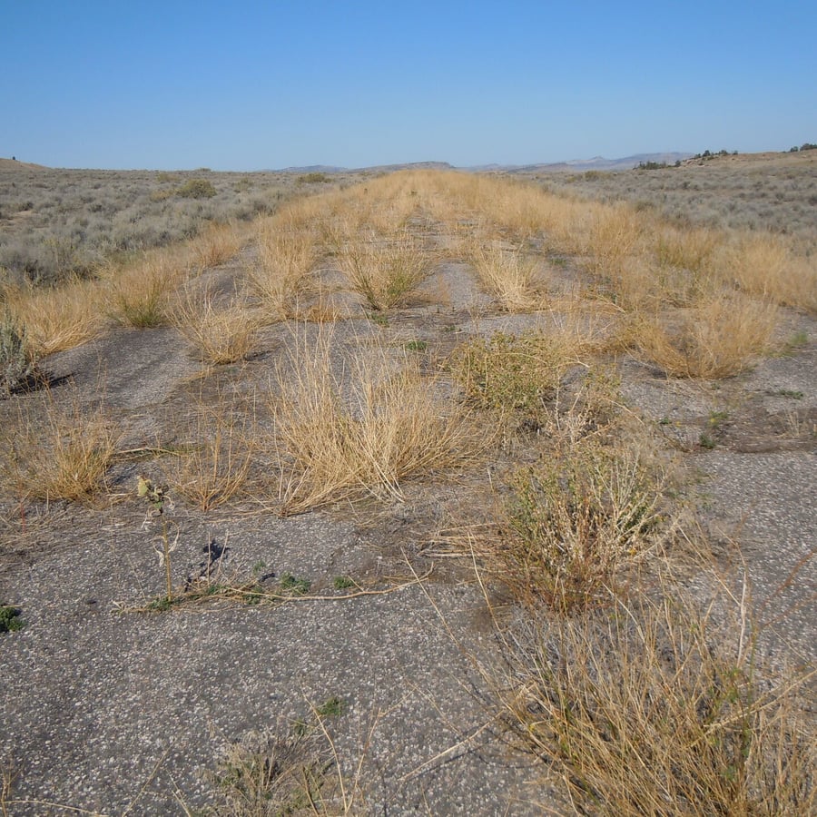 Goudgele honingklaver (Melilotus altissimum) zaden