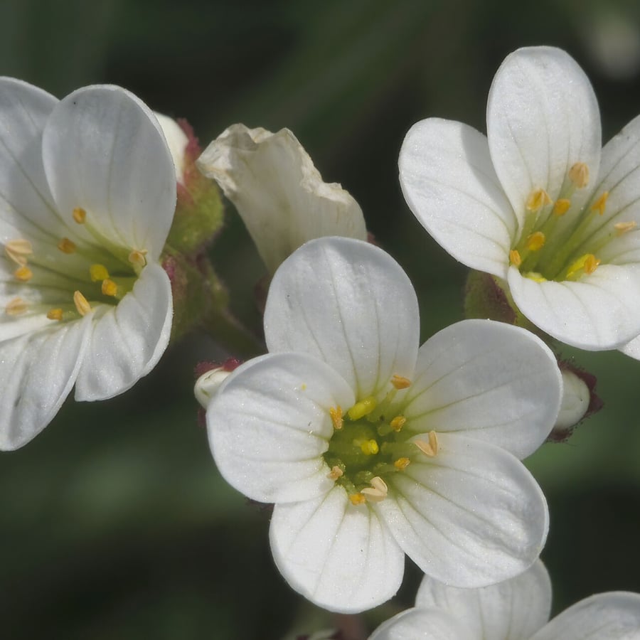 Knolsteenbreek (Saxifraga granulata) zaden