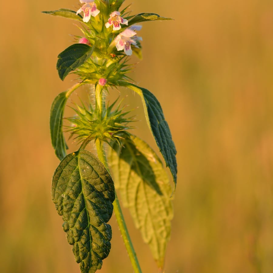 Gewone hennepnetel (Galeopsis tetrahit) zaden