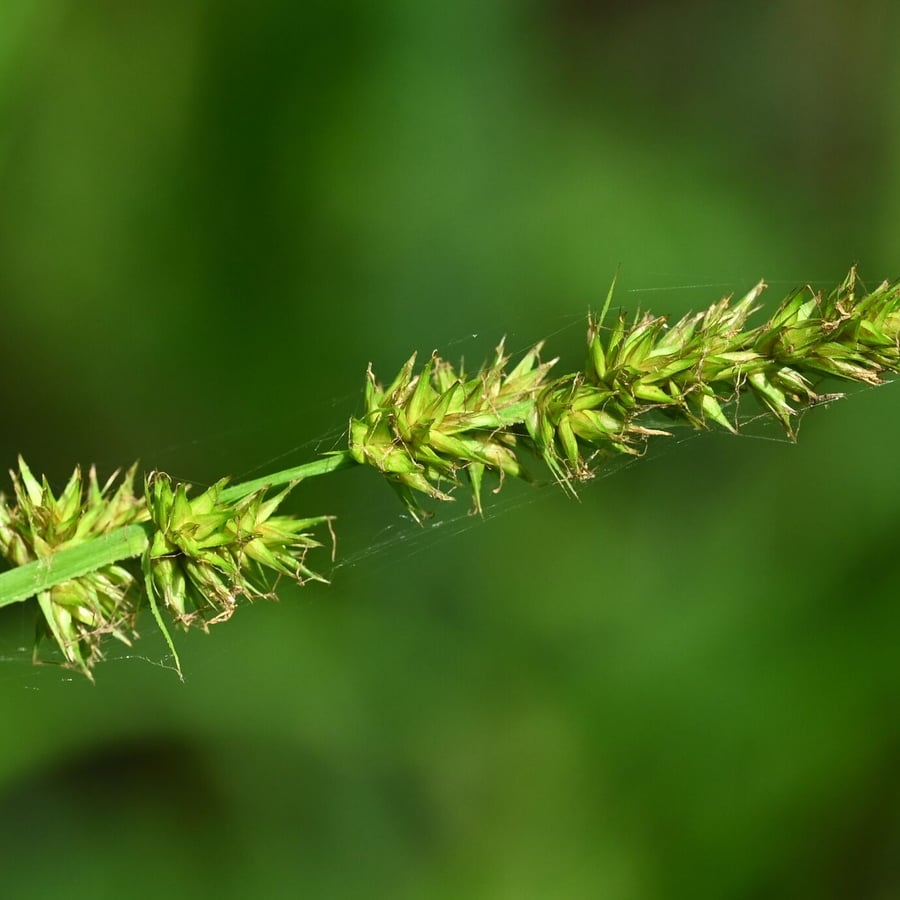 Voszegge (Carex vulpina) zaden