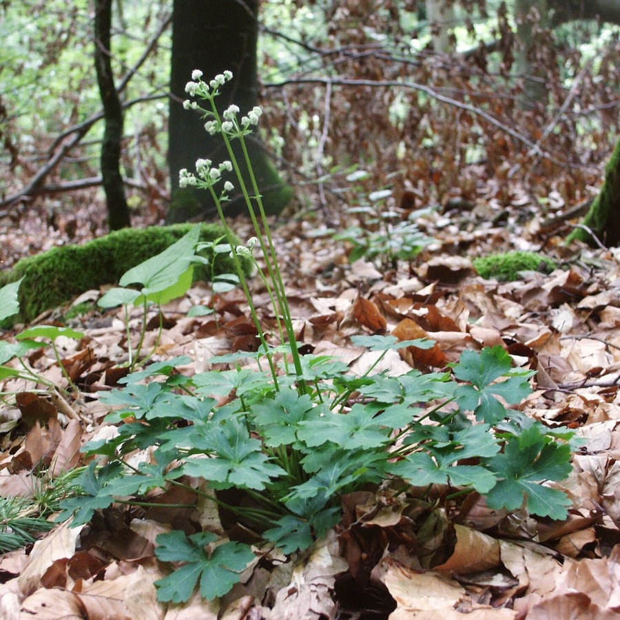 Heelkruid (Sanicula europaea) zaden