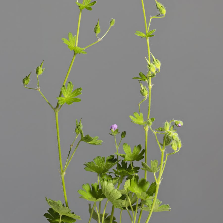 Zachte ooievaarsbek (Geranium molle) zaden