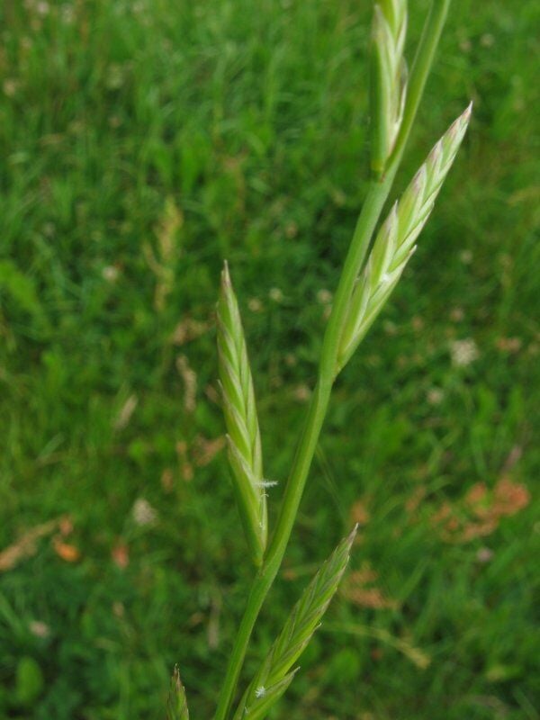 Italiaans raaigras (Lolium multiflorum) zaden