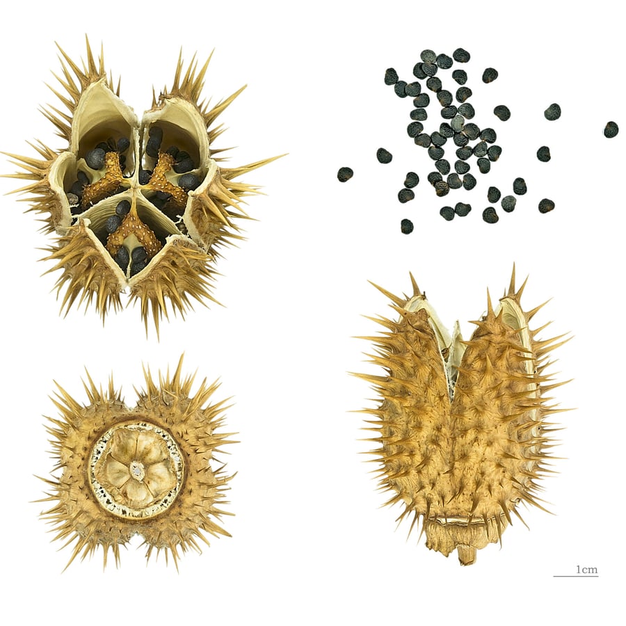 Doornappel (Datura stramonium) zaden