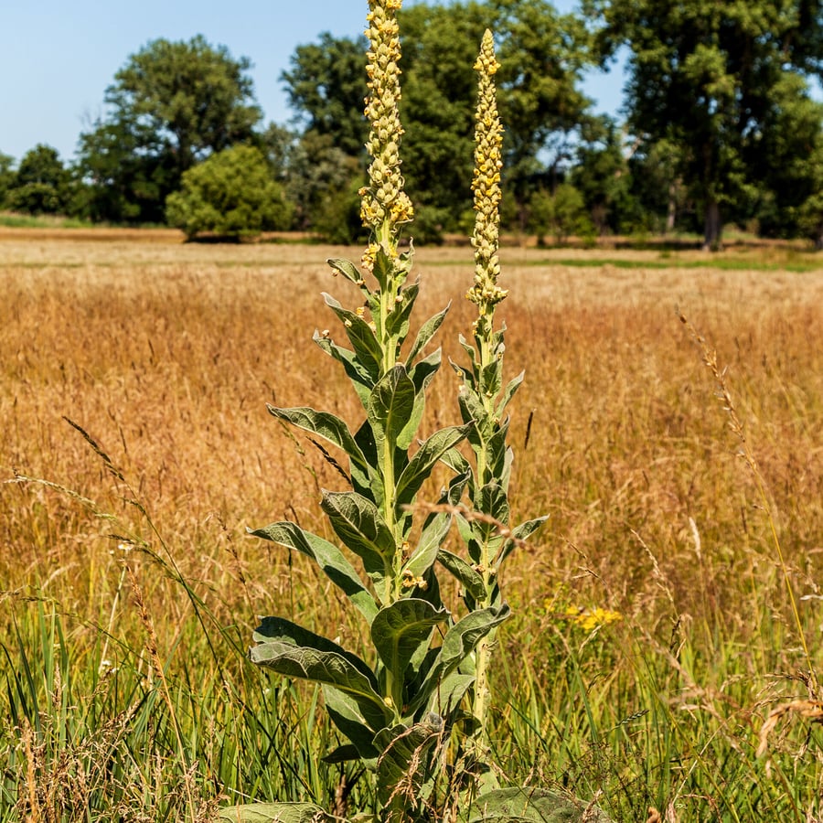 Koningskaars (Verbascum thapsus) zaden
