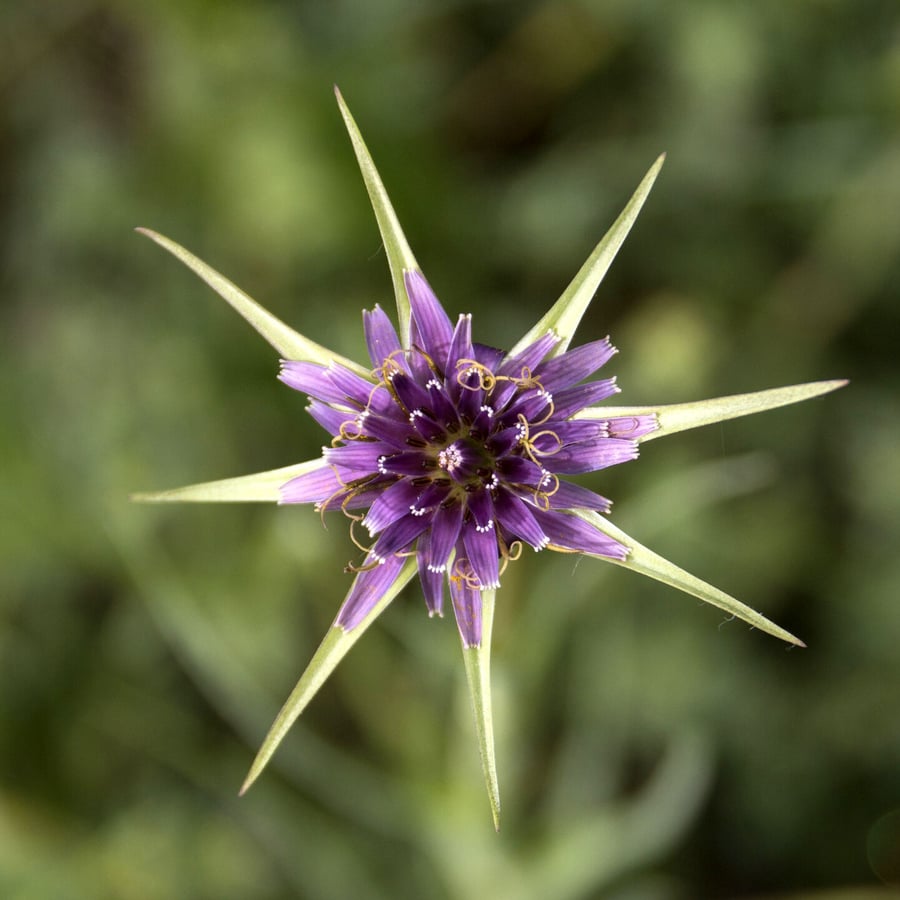 Paarse morgenster (Tragopogon porrifolius) zaden