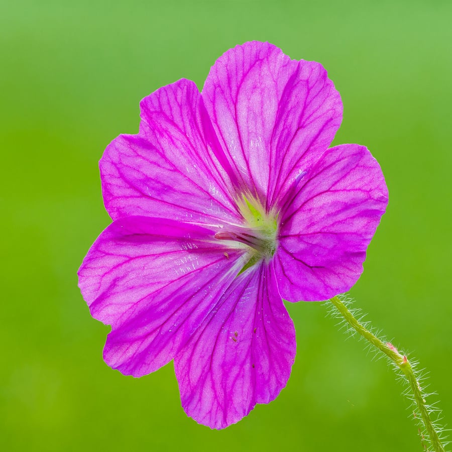 Bloedooievaarsbek (Geranium sanguineum) zaden