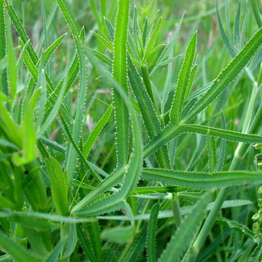Sikkelkruid (Falcaria vulgaris) zaden
