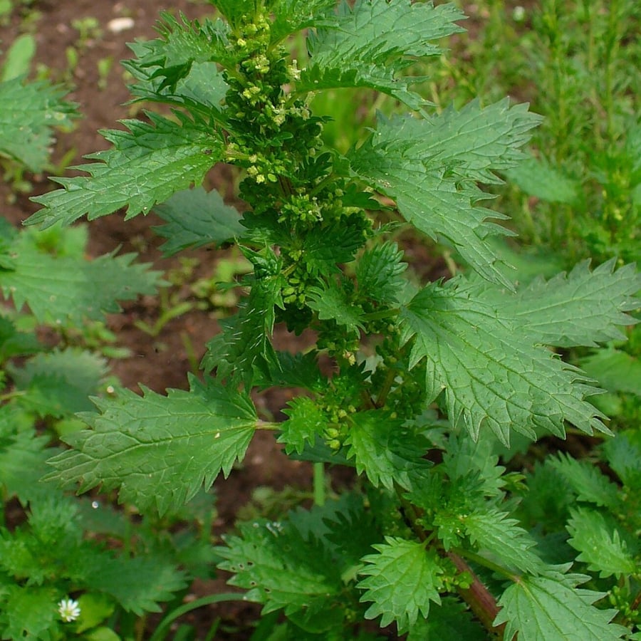 Kleine brandnetel (Urtica urens) zaden
