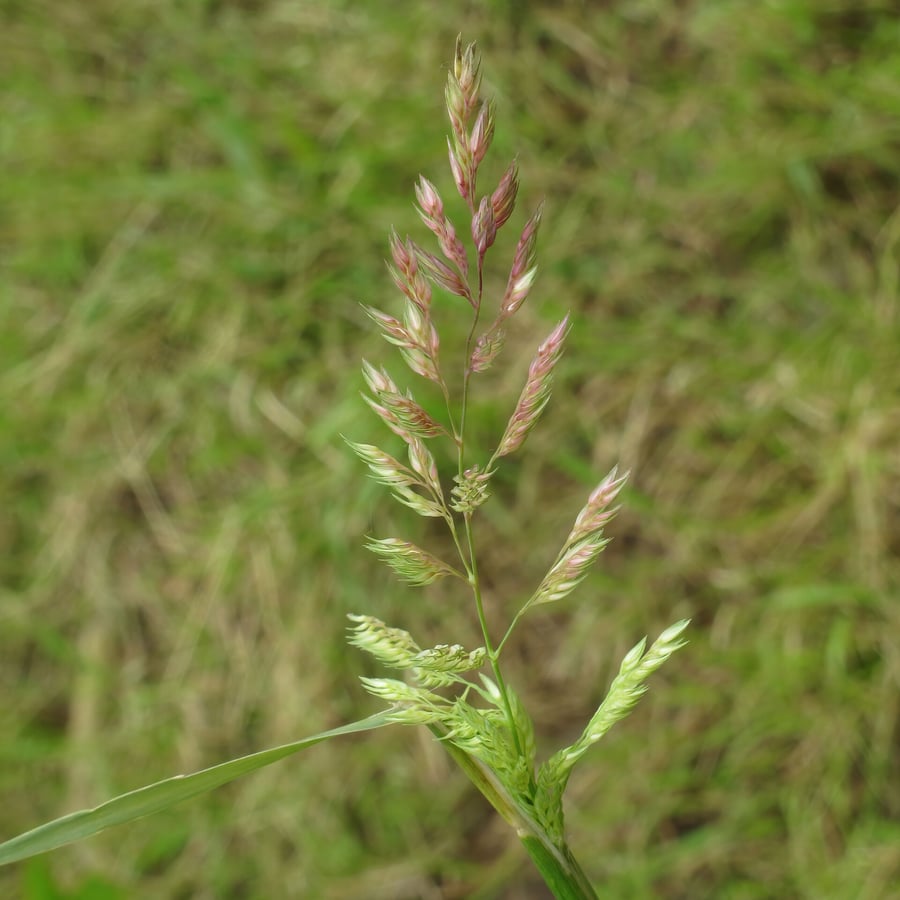 Rietgras (Phalaris arundinacea) zaden