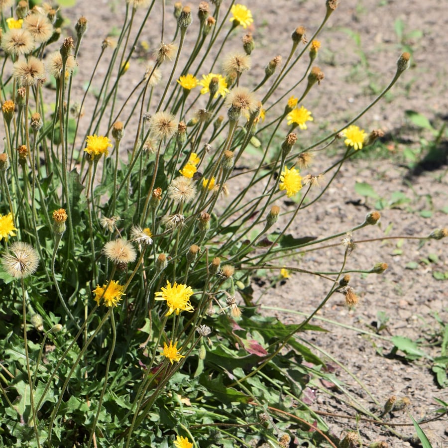 Ruige leeuwentand (Leontodon hispidus) zaden