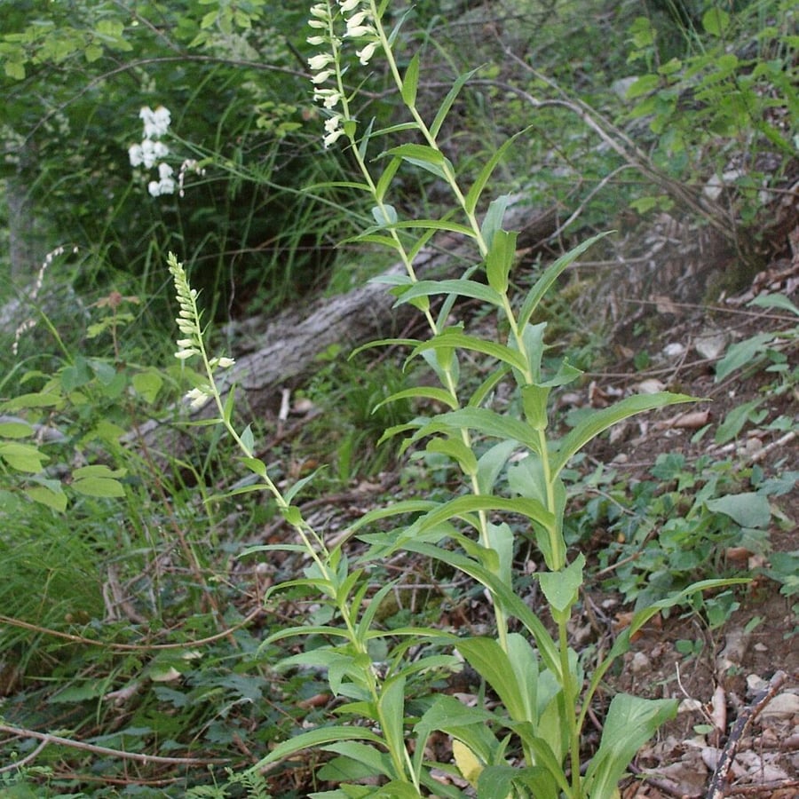 Geel vingerhoedskruid (Digitalis lutea) zaden