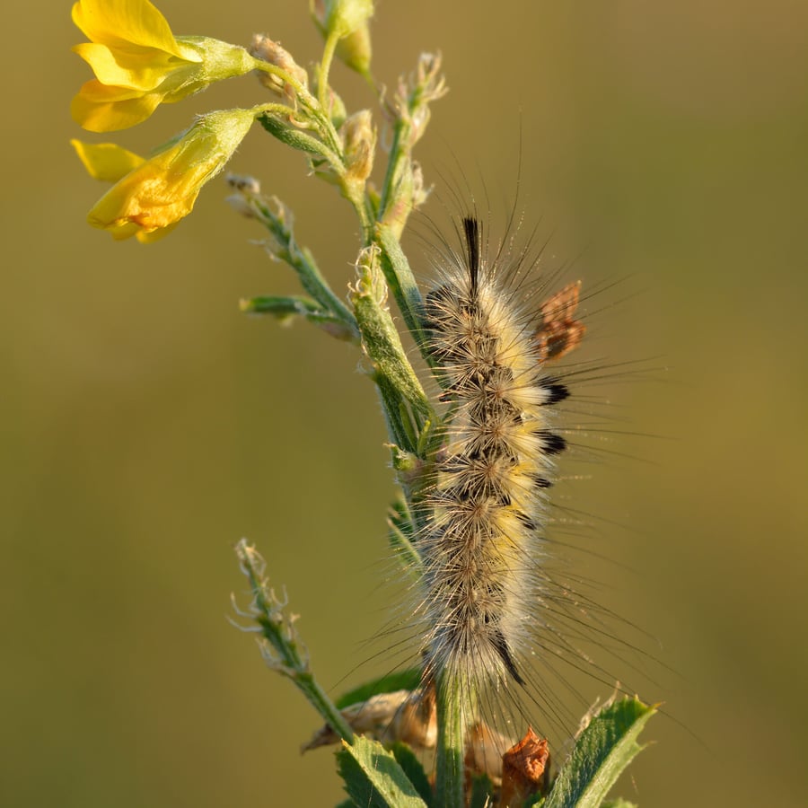 Sikkelklaver (Medicago falcata) zaden