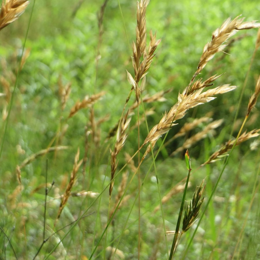 Gewoon reukgras (Anthoxanthum odoratum) zaden