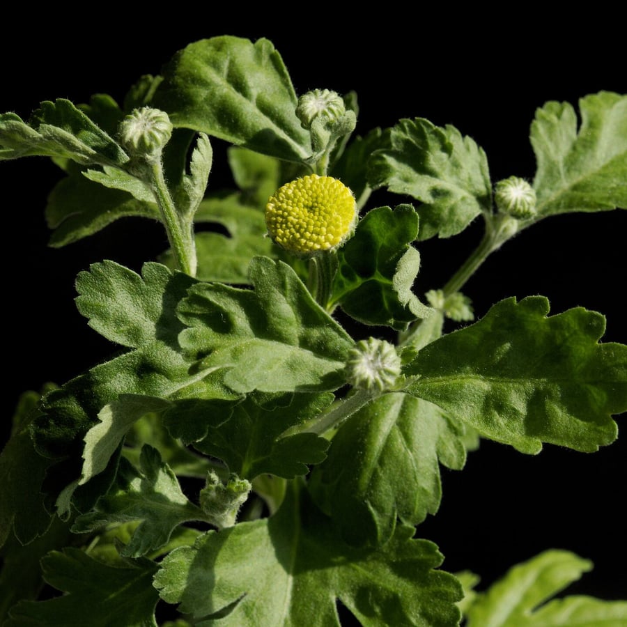 Moederkruid (Tanacetum parthenium) zaden