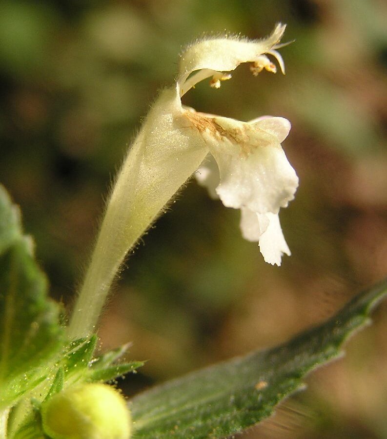 Bleekgele Hennepnetel (Galeopsis segetum) zaden