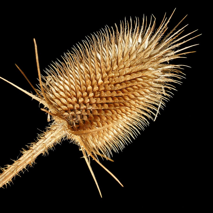 Slipbladige kaardenbol (Dipsacus laciniatus) zaden