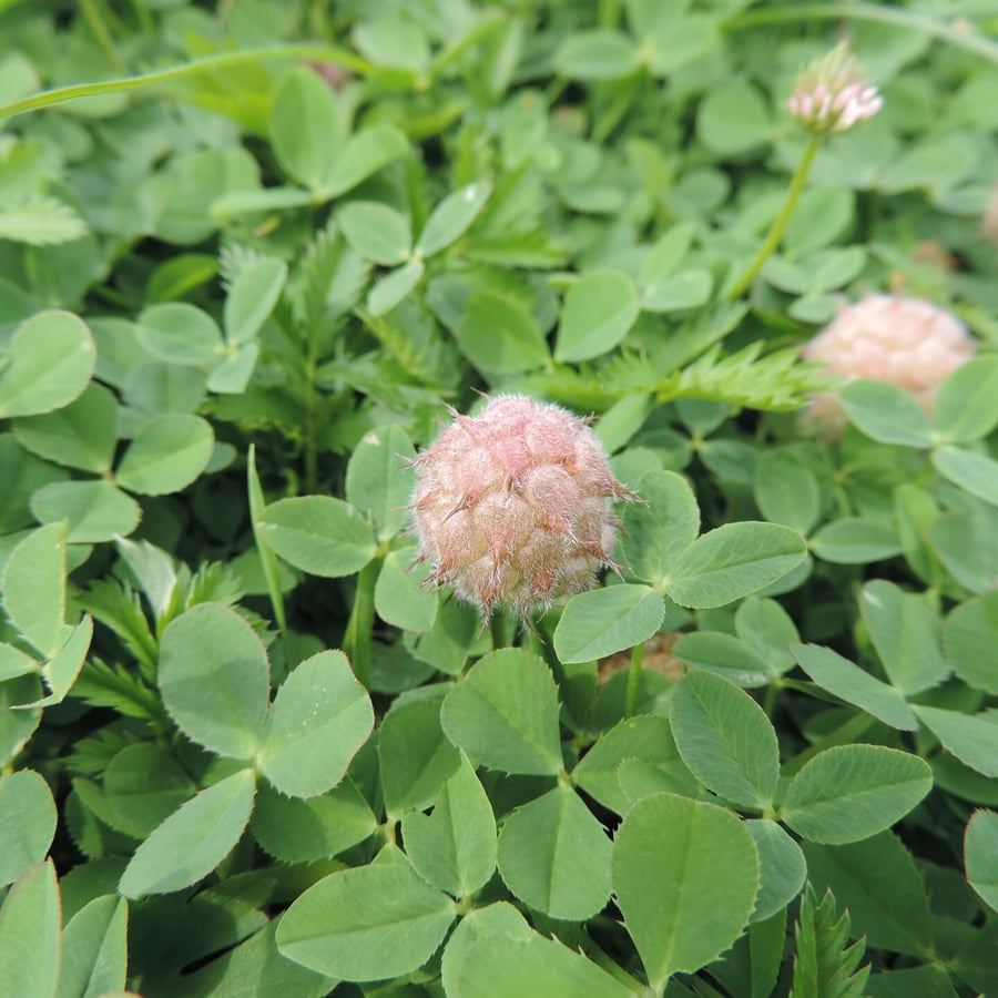 Aardbeiklaver (Trifolium fragiferum) zaden