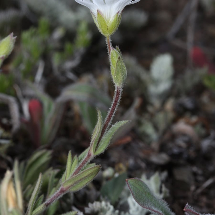Akkerhoornbloem (Cerastium arvense) zaden