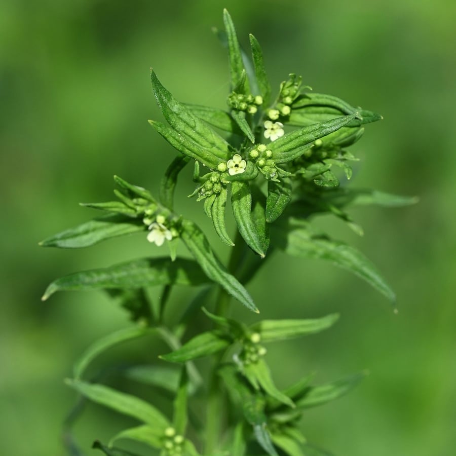 Glad parelzaad (Lithospermum officinale) zaden