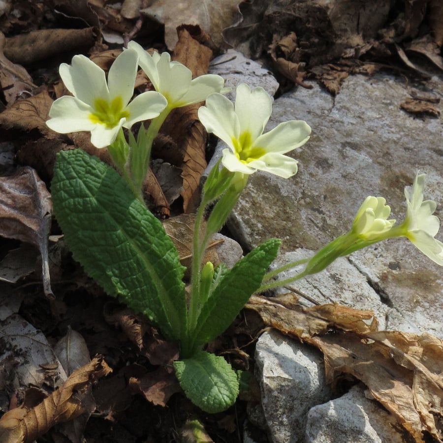 Stengelloze sleutelbloem (Primula vulgaris) zaden