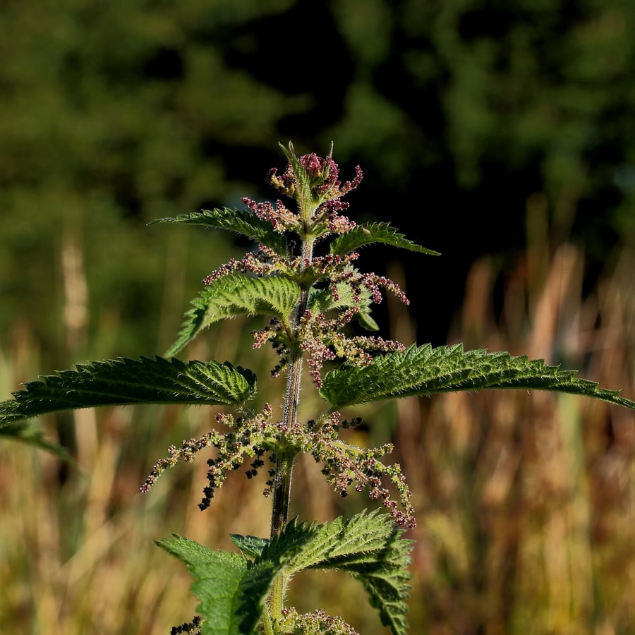 Grote brandnetel (Urtica dioica) zaden