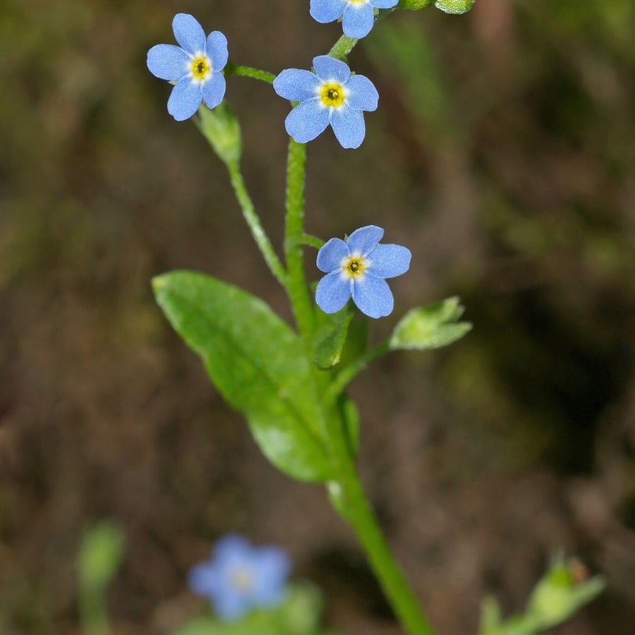 Moerasvergeet-mij-nietje (Myosotis scorpioides ssp. scorpioides) zaden