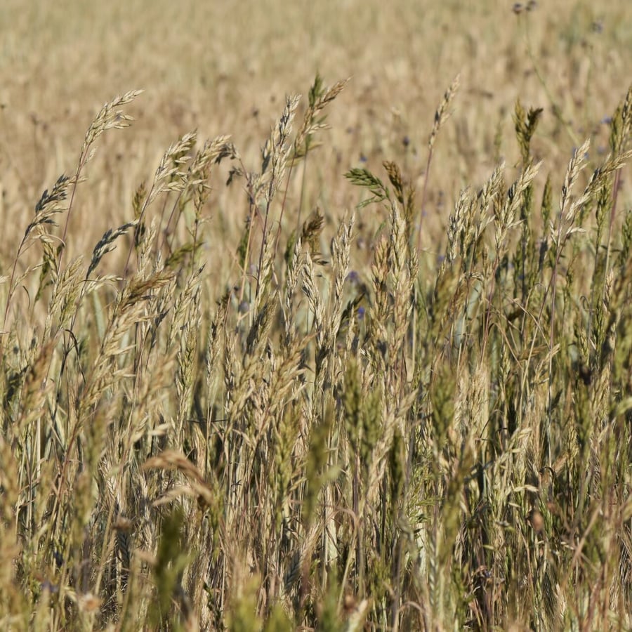 Dreps (Bromus secalinus) zaden