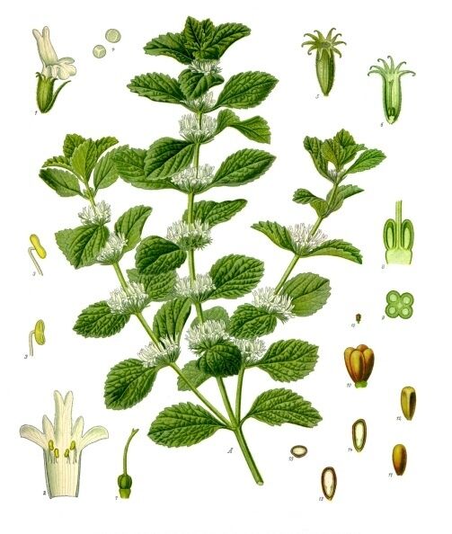 Malrove (Marrubium vulgare) zaden