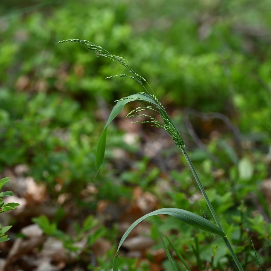 Bosgierstgras (Milium effusum) zaden