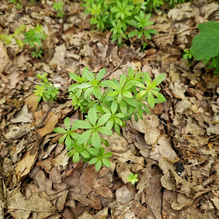 Lieve-vrouwe-bedstro (Galium odoratum) zaden
