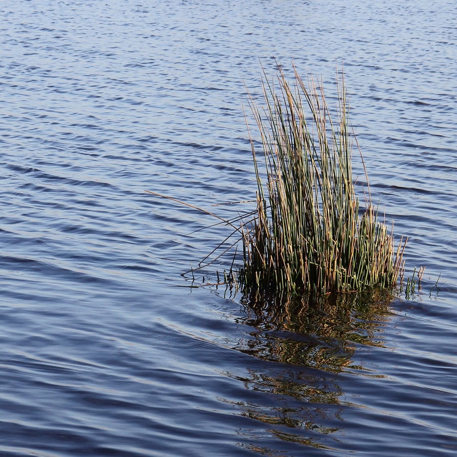 Pitrus (Juncus effusus) zaden