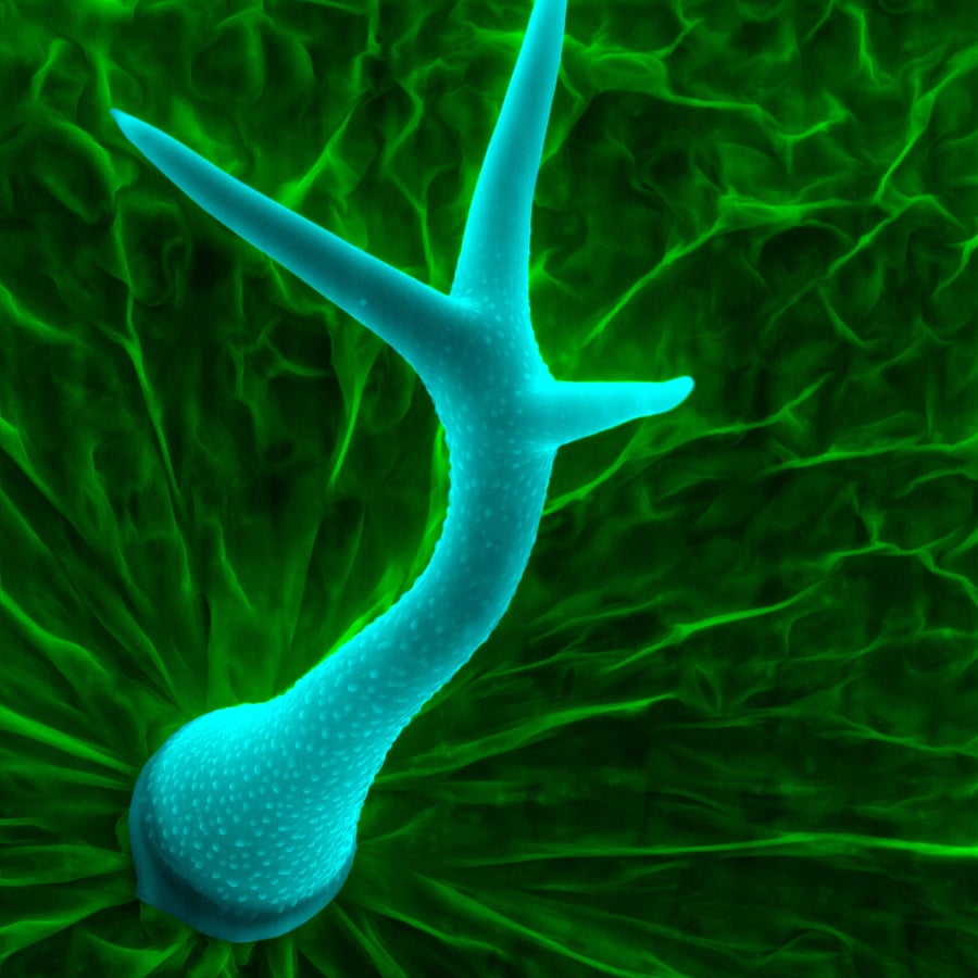 Zandraket (Arabidopsis thaliana) zaden
