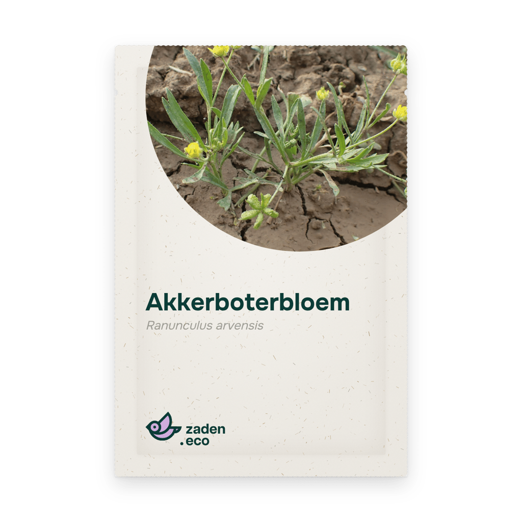 Zakje Akkerboterbloem