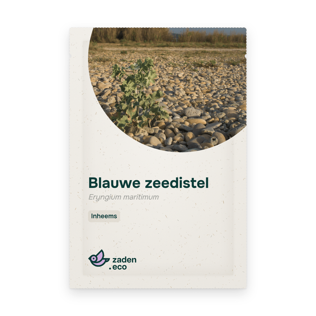 Zakje Blauwe zeedistel