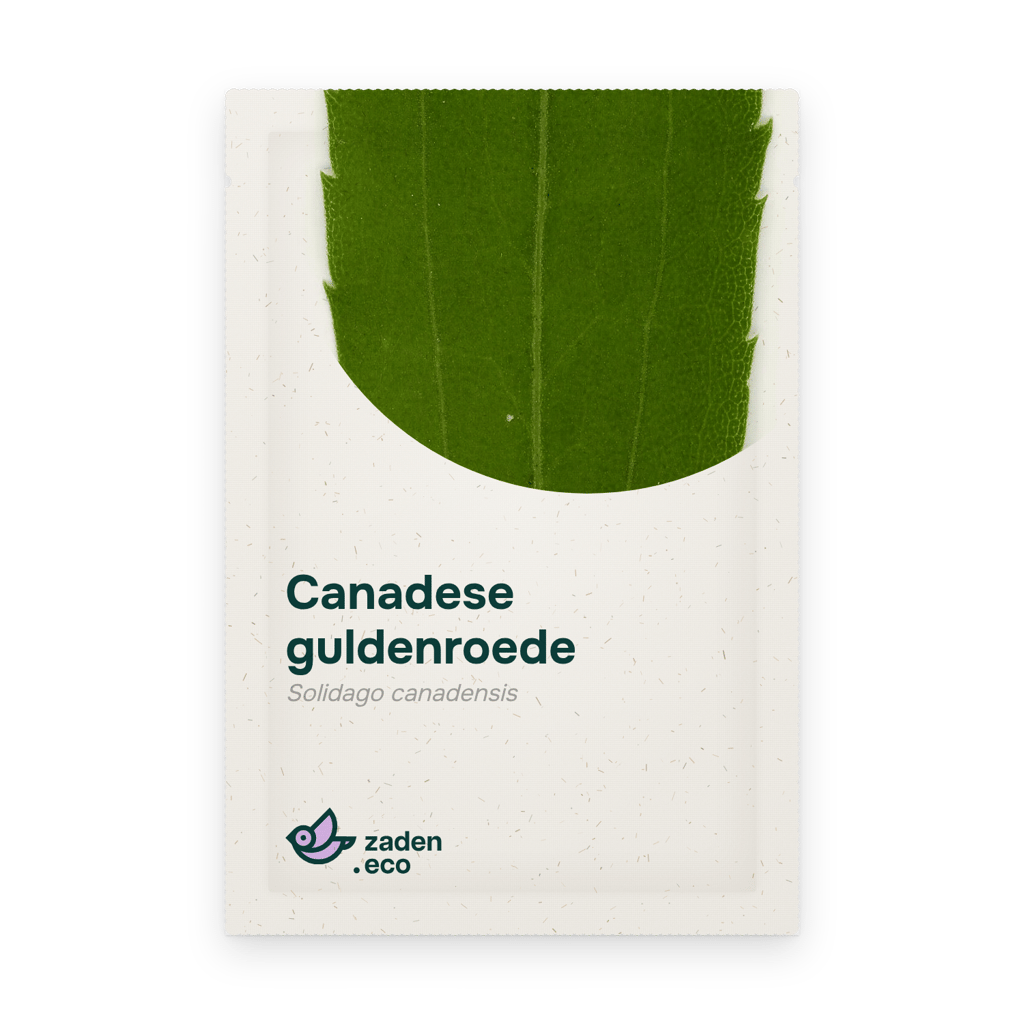 Zakje Canadese guldenroede