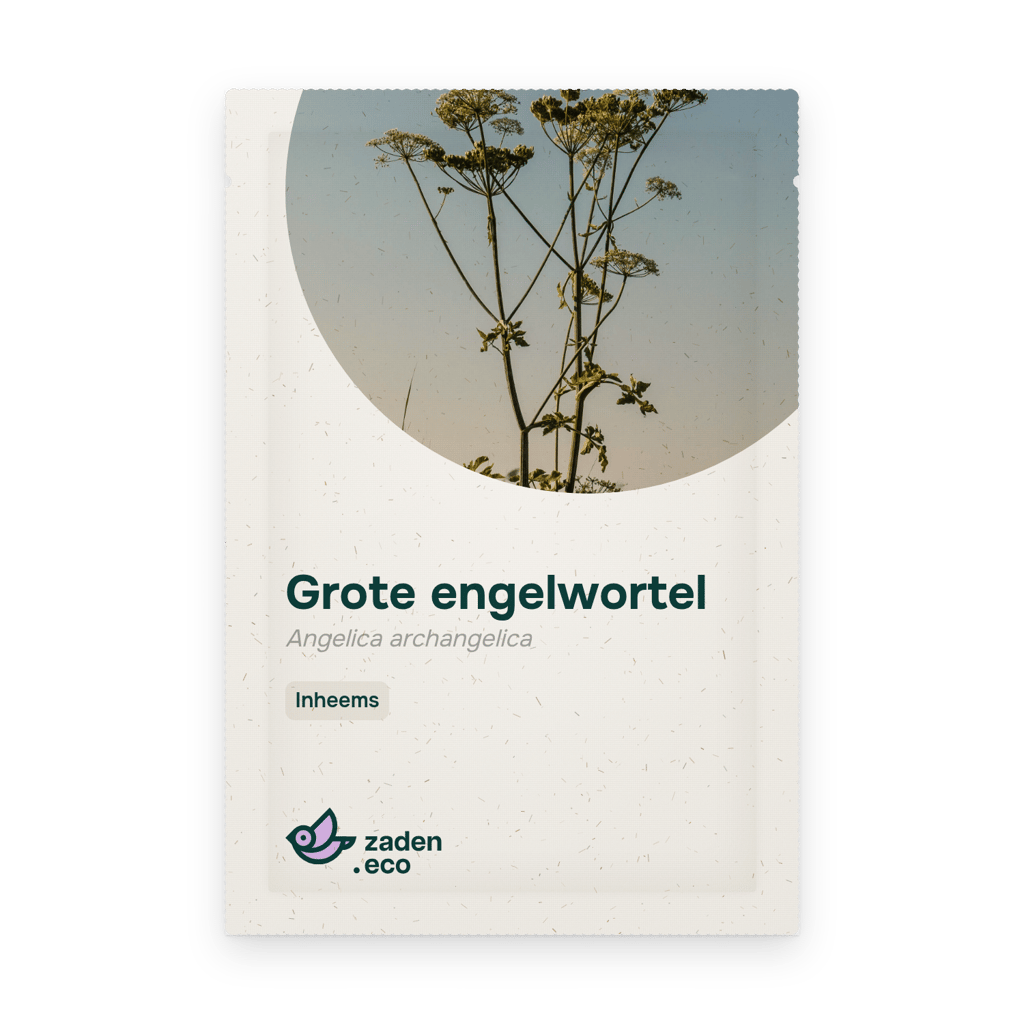 Zakje Grote engelwortel
