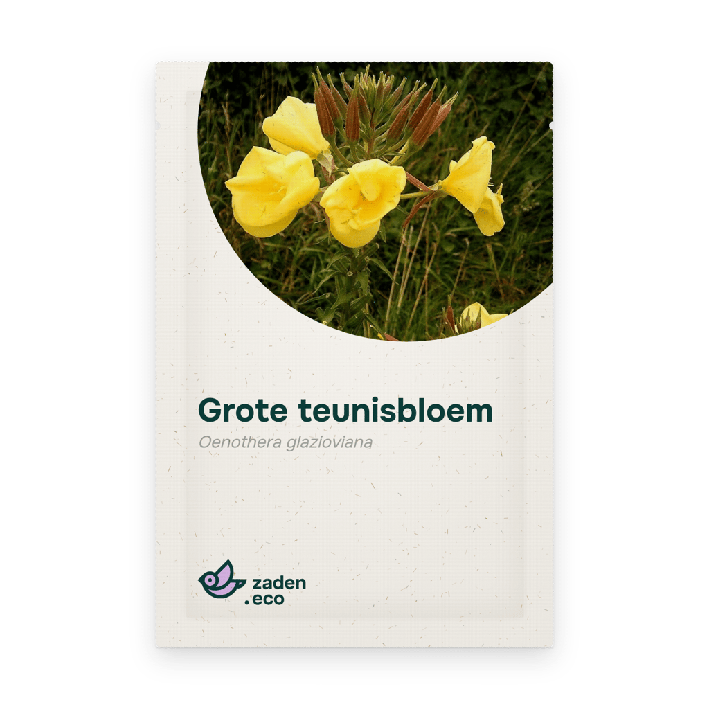 Zakje Grote teunisbloem