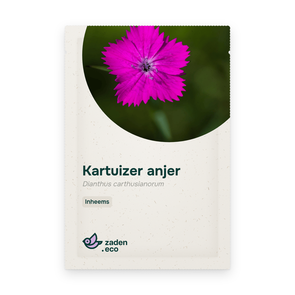 Zakje Kartuizer anjer
