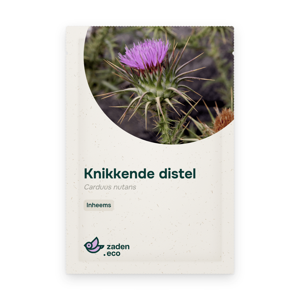 Zakje Knikkende distel