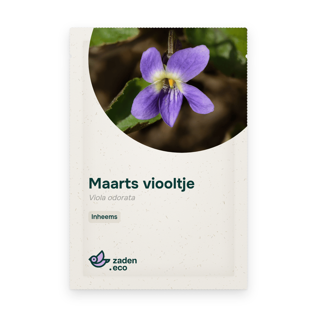 Zakje Maarts viooltje