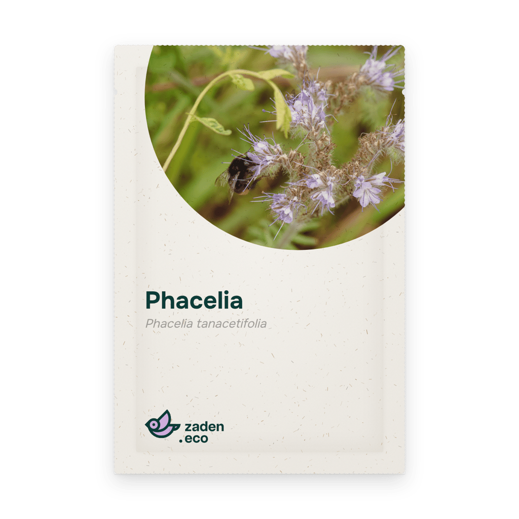 Zakje Phacelia