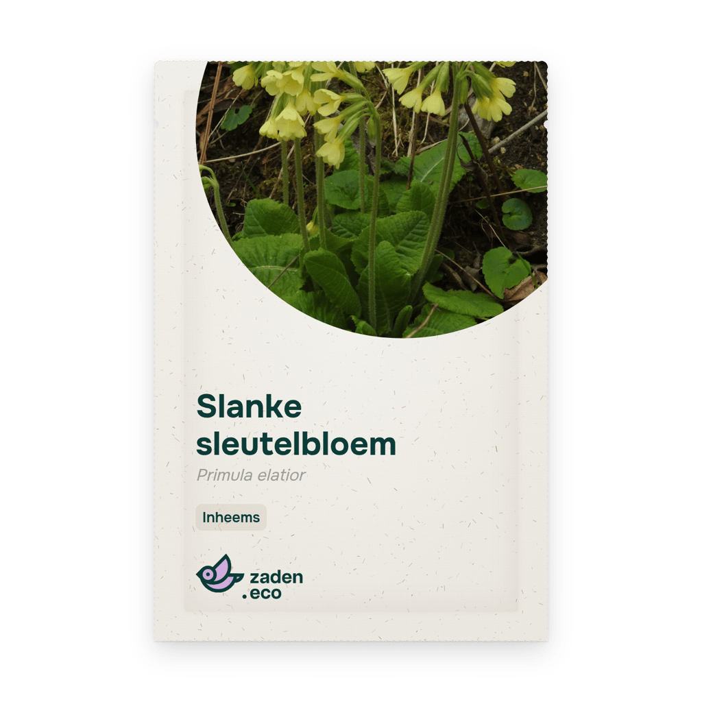 Zakje Slanke sleutelbloem