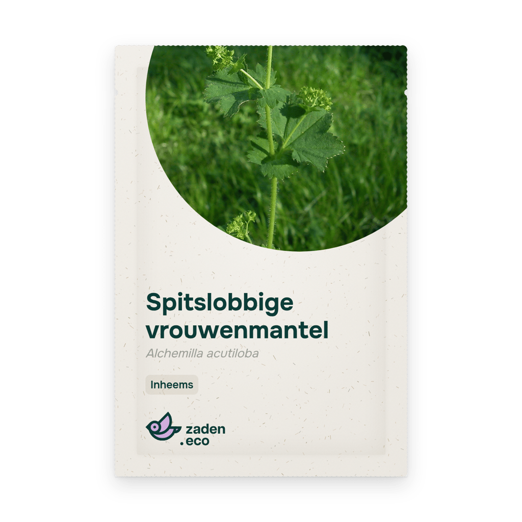 Zakje Spitslobbige vrouwenmantel